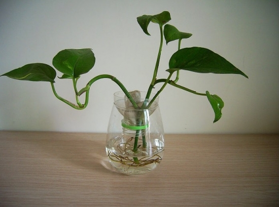 如何让植物安全过冬：观叶植物、多肉植物、水培植物各不一致-逸林盆景网-九盆金弹子