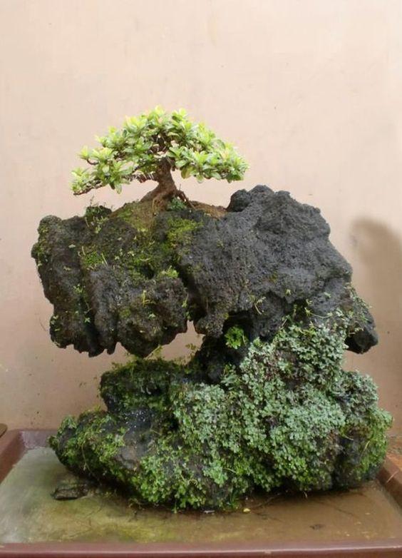 盆景欣赏：盆景之美，美在意境高雅，趣味无穷