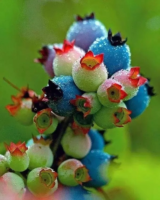 高丛蓝莓