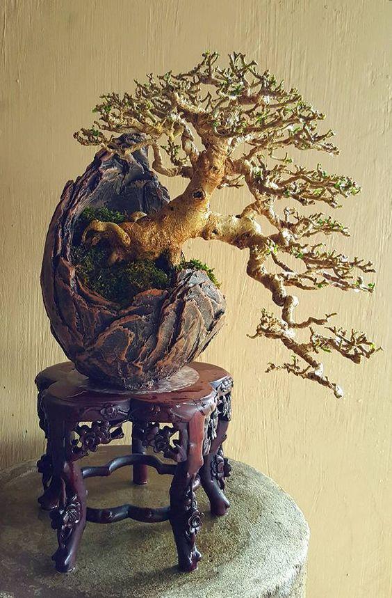 盆景欣赏：盆景之美，美在意境高雅，趣味无穷