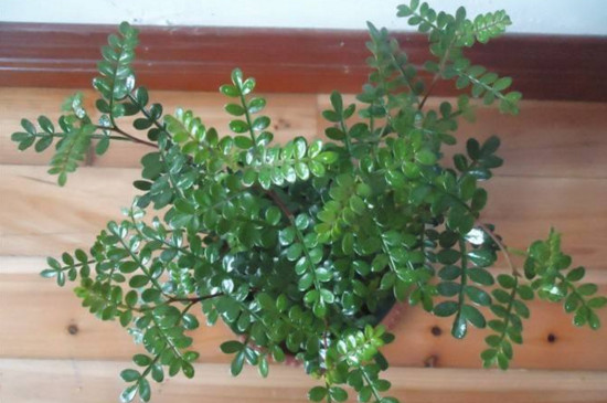 冬天冻不死的常绿植物，盘点十大常绿的耐寒植物-逸林盆景网-九盆金弹子