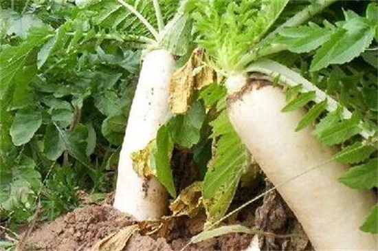 图片[2]-秋天适合种什么菜-逸林盆景网
