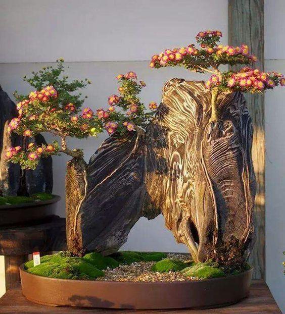 盆景欣赏：盆景之美，美在意境高雅，趣味无穷