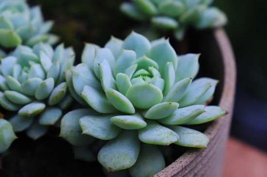 图片[2]-养多肉植物的方法-逸林盆景网