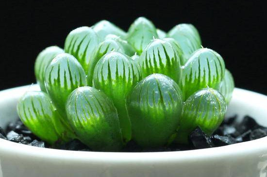 图片[3]-养多肉植物的方法-逸林盆景网