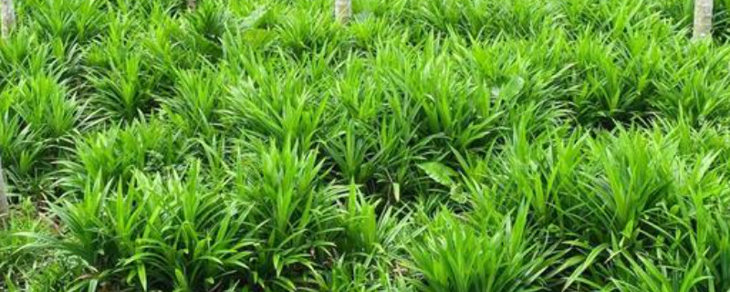 香兰叶的种植方法和注意事项-逸林盆景网