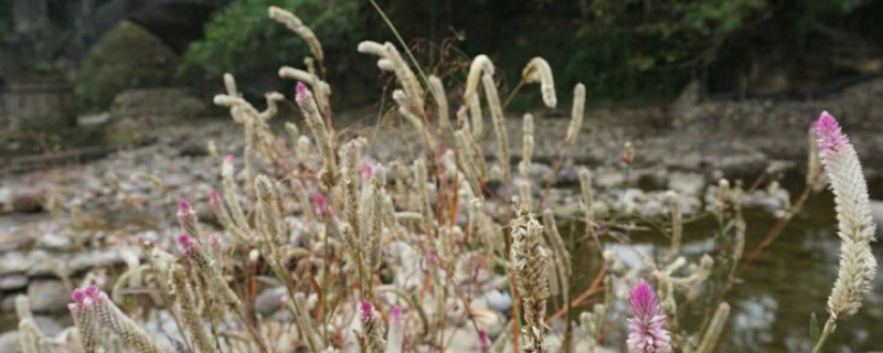 青葙花语是什么-逸林盆景网-九盆金弹子