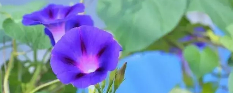 夕颜花的花语和寓意-逸林盆景网-九盆金弹子