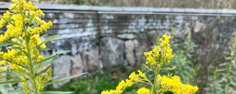 加拿大一枝黄花的花语-逸林盆景网