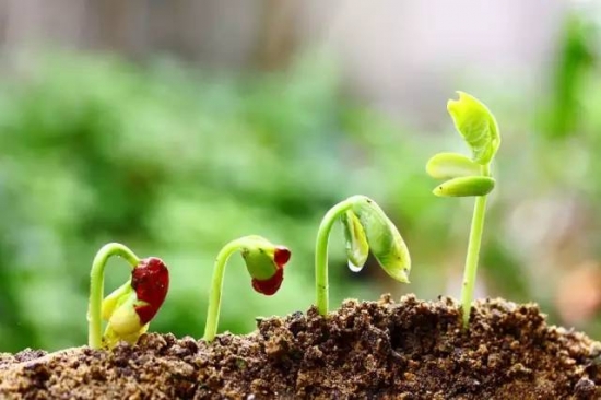 植物缺肥症状及对应的花肥沤制方法：薄肥淡施-逸林盆景网