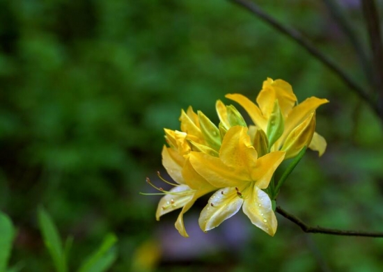 室内不适合养什么花草植物，室内养花禁忌-逸林盆景网-九盆金弹子