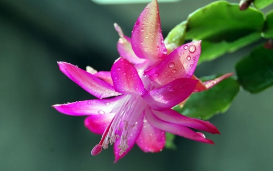 夏天哪些花不能多浇水：7种常见花介绍-逸林盆景网-九盆金弹子