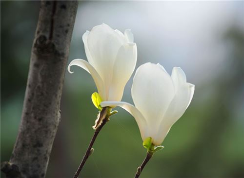 三月是什么花-逸林盆景网