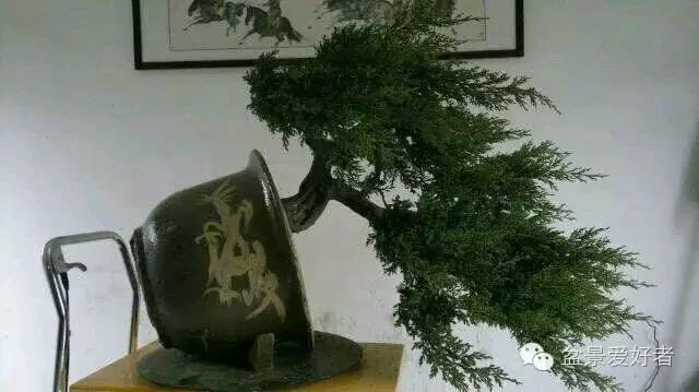 一棵中国台湾真柏盆景的蜕变-逸林盆景网-九盆金弹子