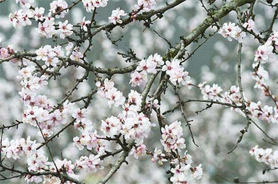 春天有什么花开，论述10种最美花卉-逸林盆景网