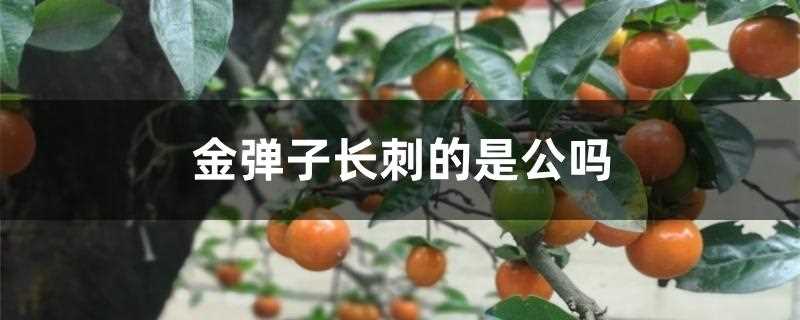 金弹子长刺的是公吗？-逸林盆景网