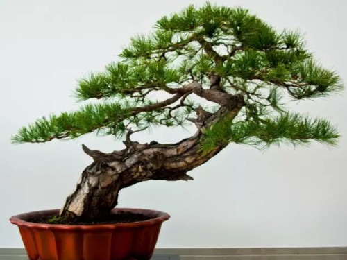 盆景都有哪些派系？盆景五大派系简介-逸林盆景网